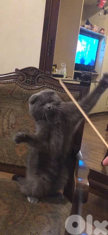 18 months neutered 3