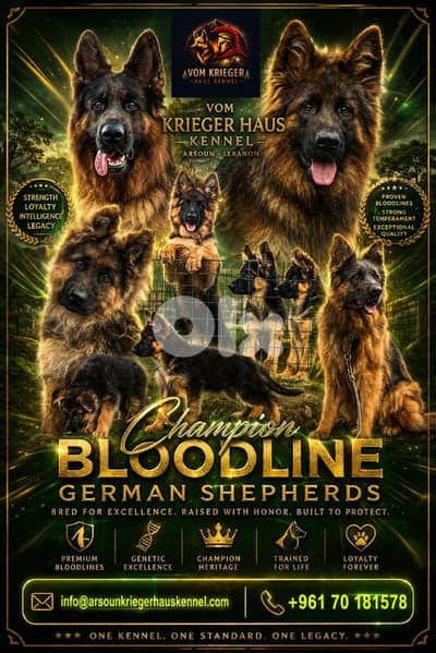 Champion Bloodline German Shepherds