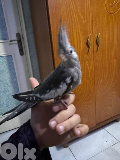 karawan birds كروان