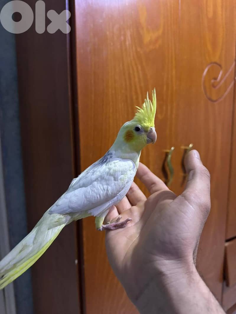 karawan birds كروان 1