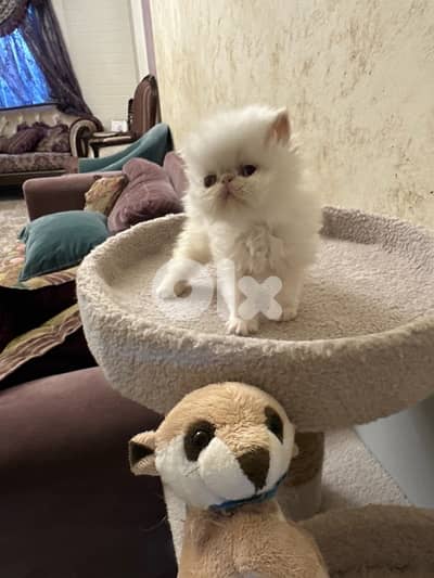 قرب جامع الحريري