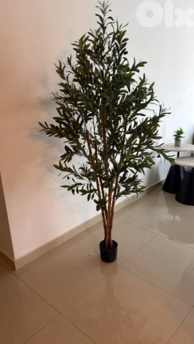 olive tree