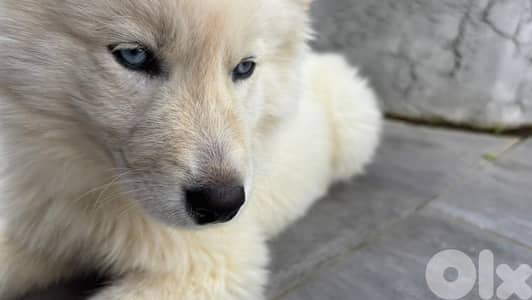 Hard-to-Find pure blooded Siberian Husky Female Puppy, Vaccinated