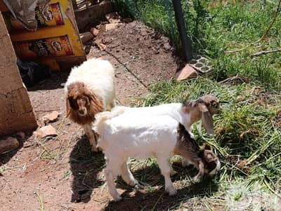 kharouf w me3zeytein Keloun Sawa b 300