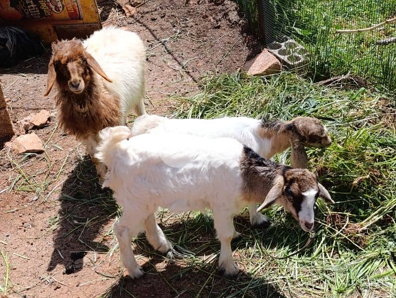 kharouf w me3zeytein Keloun Sawa b 300 1