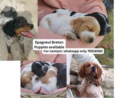 Brittany Spaniel Puppies