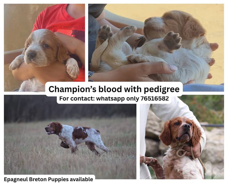 Brittany Spaniel Puppies 1
