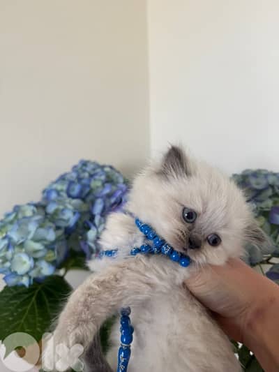 Persian x Scottish fold kittens