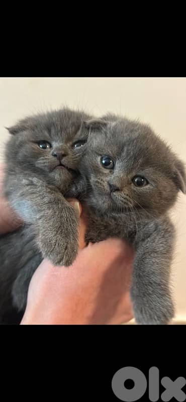 Himalayan,Persian ,Scottish fold kittens 1