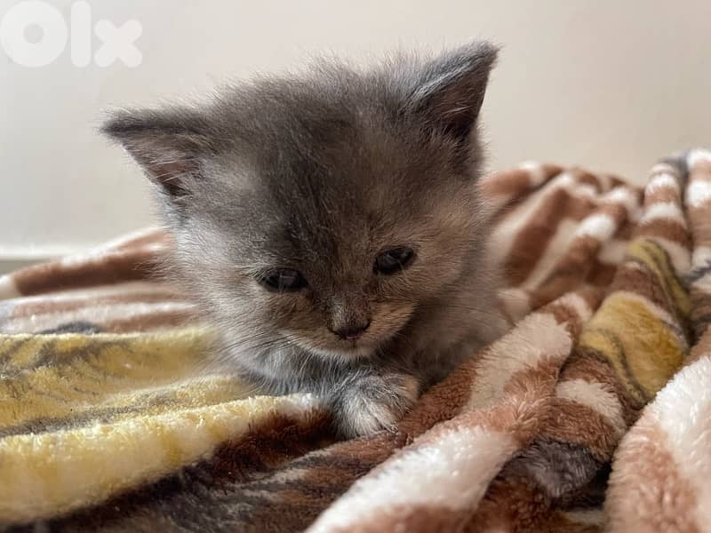 Himalayan,Persian ,Scottish fold kittens 2