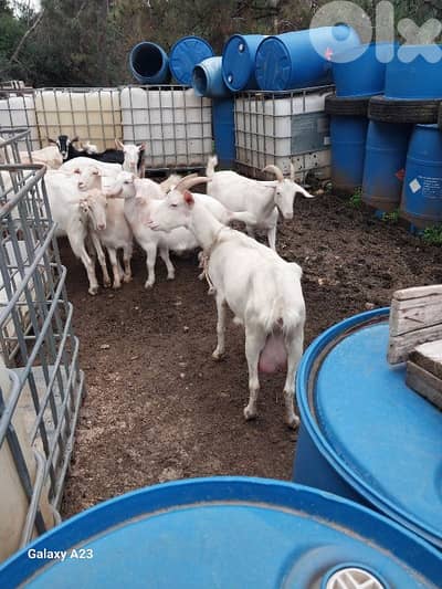 معزة سويسري اول وتاني بطن شيلة وحدة