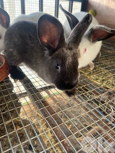 Rabbits for sale American sable &California for info 03/633417