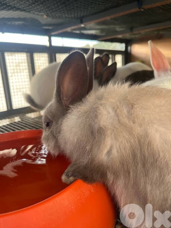 Rabbits for sale American sable &California for info 03/633417 2