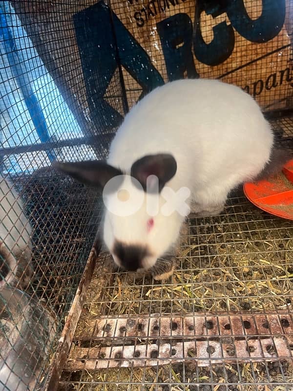 Rabbits for sale American sable &California for info 03/633417 3