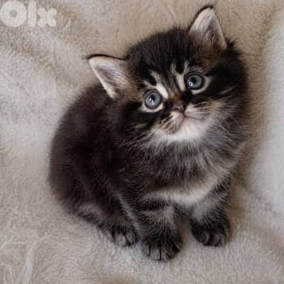 A very small, extremely beautiful cat