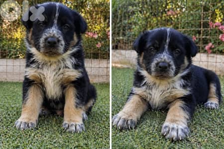 انثى جيرمن مالينوا شيبرد