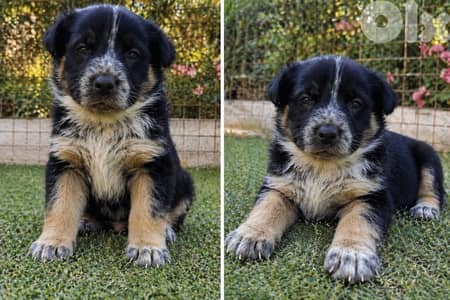 انثى جيرمن مالينوا شيبرد