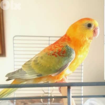 ببغاء رد رامب طفرة نادرة  مروض