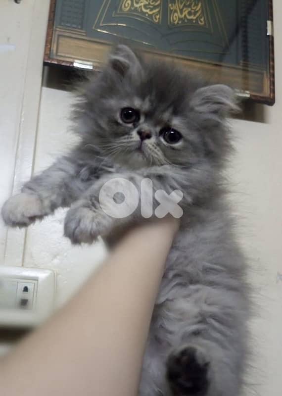 81102512for whagsapp 1