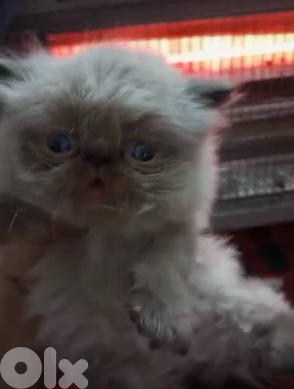 81102512for whagsapp 2