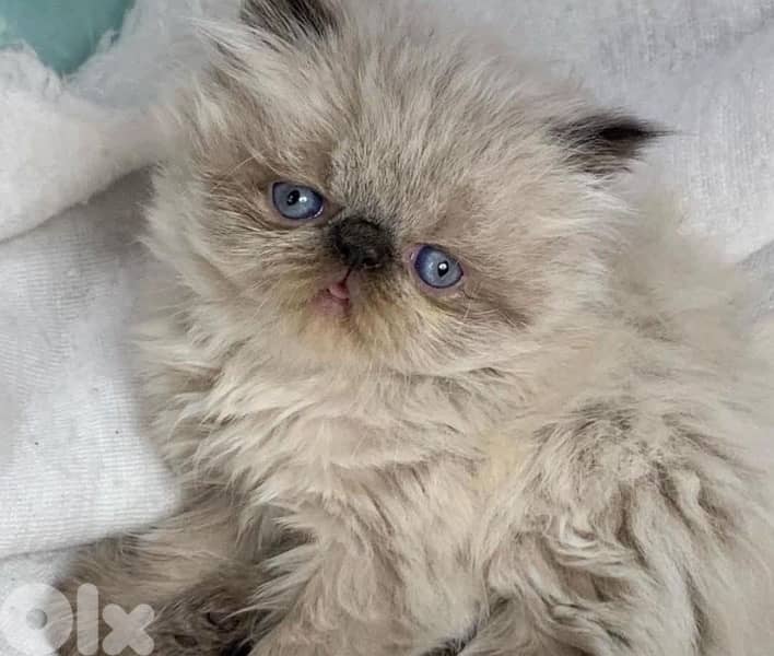 81102512for whagsapp 3