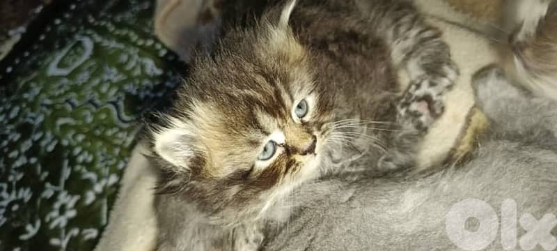 81102512for whagsapp 4