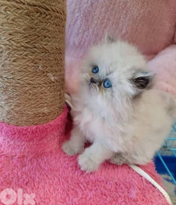 81102512 for WhatsApp 1