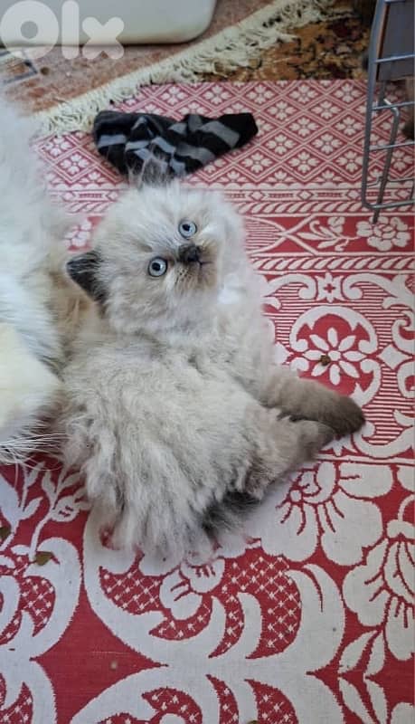 81102512 for WhatsApp 2