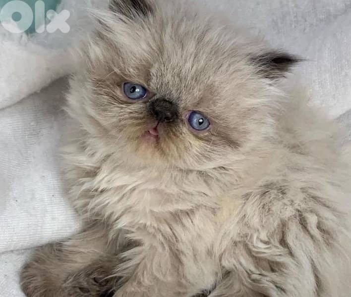 81102512 for WhatsApp 3