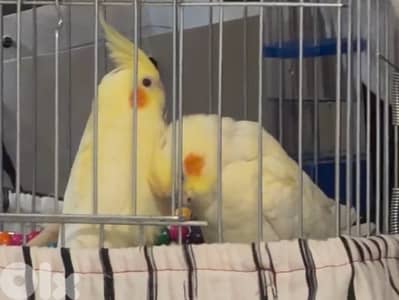 COCKATIEL MRAWAD
