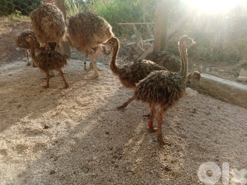 ببنين عكار 1