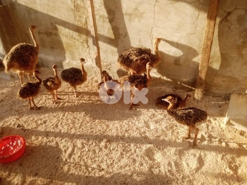 ببنين عكار 3