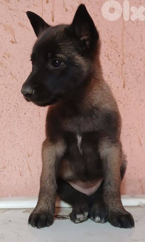 Belgian malinois for (pure) 1