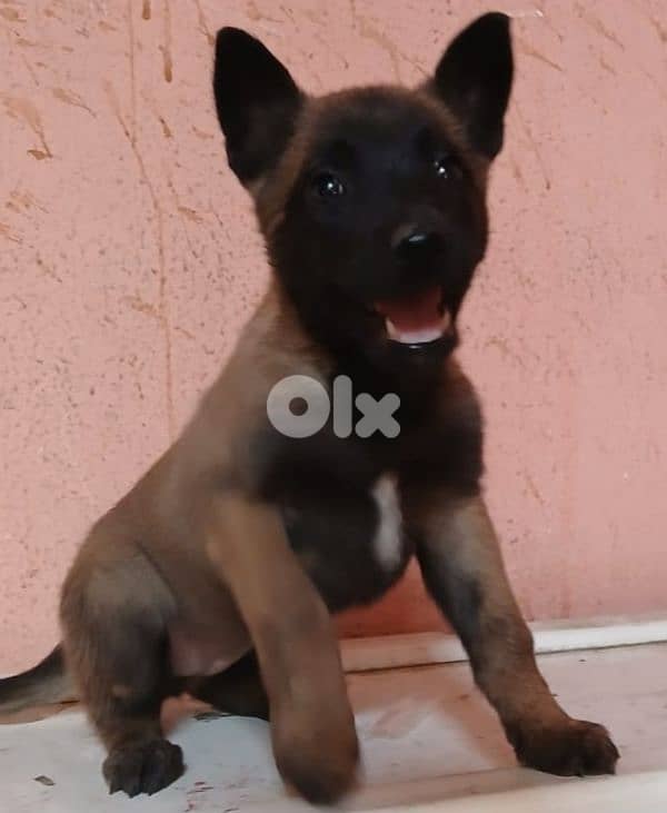 Belgian malinois for (pure) 2