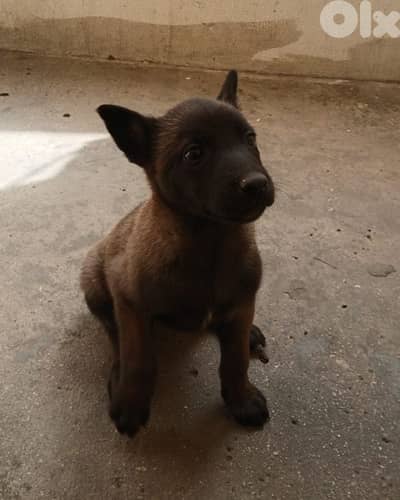 Belgian malinois for (pure)