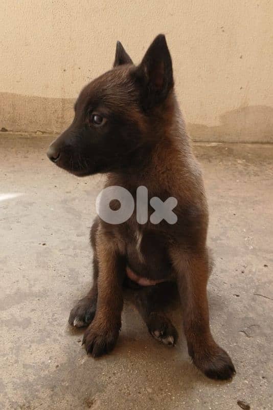 Belgian malinois for (pure) 3
