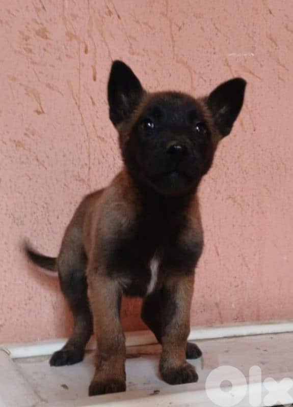 Belgian malinois for (pure) 4