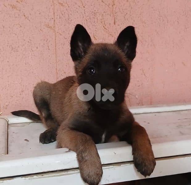 Belgian malinois for (pure) 5