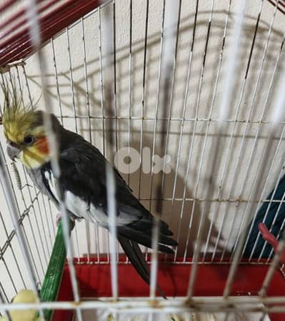 بيروت ضاحية