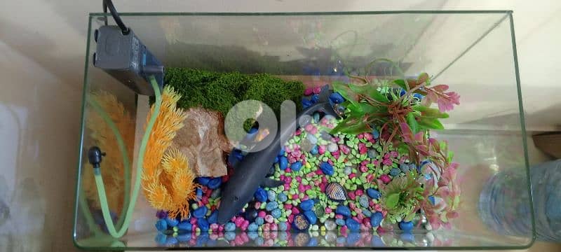 Fish aquarium 25 Liter 1
