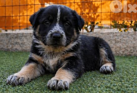 انثى جيرمن مالينوا شيبرد