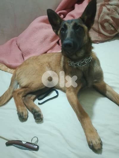 كلب مالينوا 4 شهور