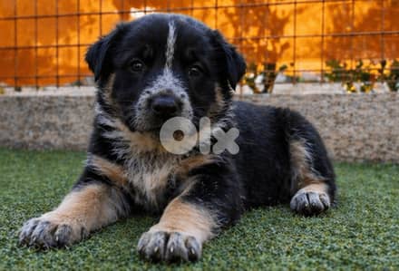 انثى جيرمن مالينوا شيبرد