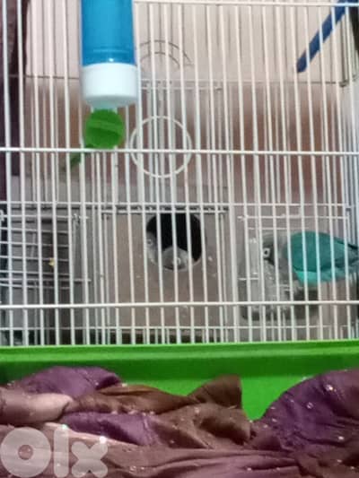 عصافير فيشر انثى وذكر