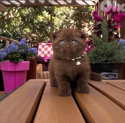 Chocolate Scottish Fold AVAILABLE IMPORTED