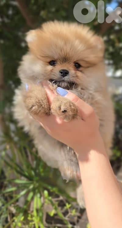 Teacup Pomeranian Boo face Teddy bear