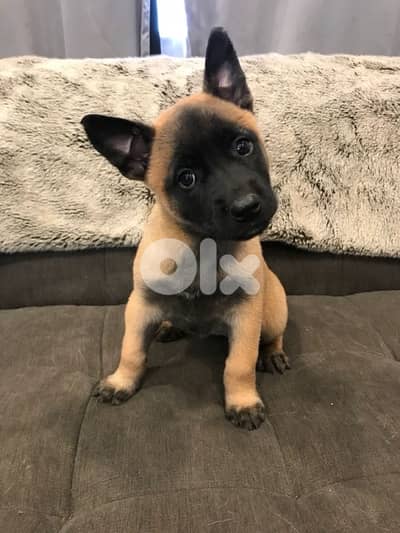 Protective Malinois puppies available in store & delivery
