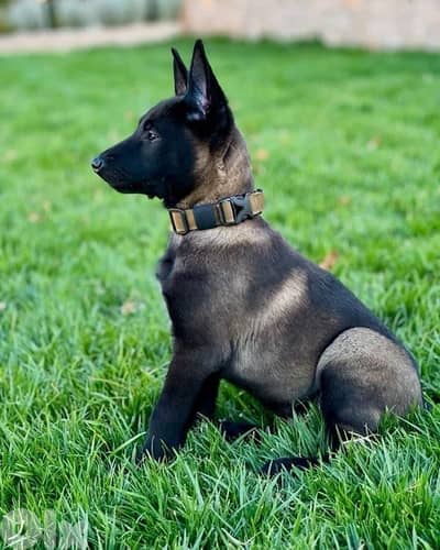 Strong Malinois puppies in store AVAILABLE