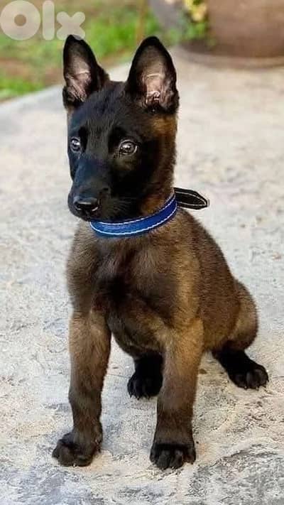 Belgian Malinois Protective Puppy [dog كلاب]