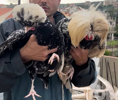 جوز فرح ديبا اجانب